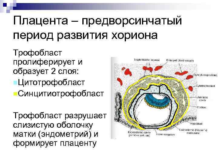 Провизорные органы человека. Трофобласт и цитотрофобласт. Синцитиотрофобласт в плаценте. Цитотрофобласт плаценты. Трофобласт цитотрофобласт синцитиотрофобласт.