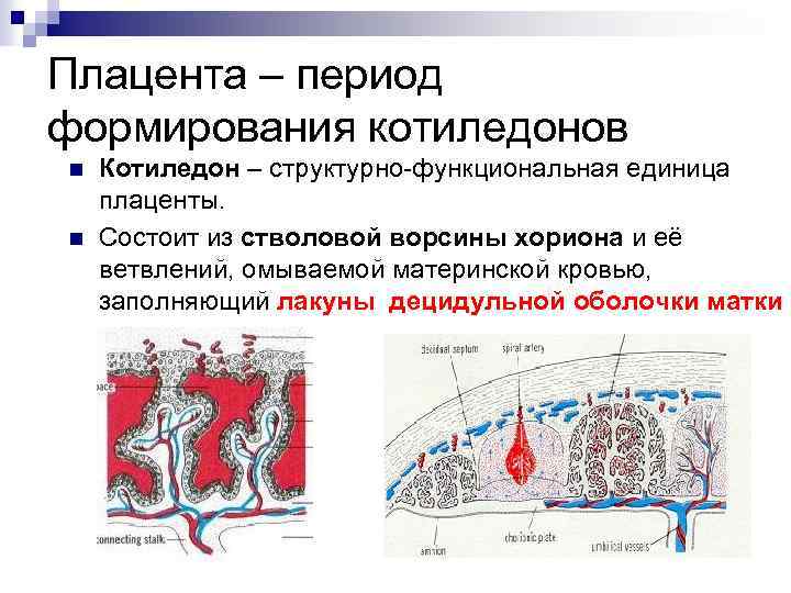 Плацента – период формирования котиледонов n n Котиледон – структурно-функциональная единица плаценты. Состоит из