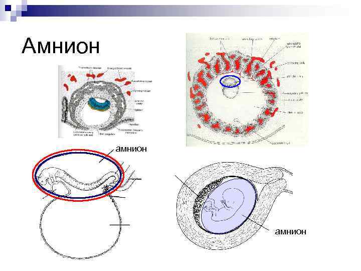 На рисунке иллюстрирующем развитие зародыша птицы провизорные органы отмечены цифрами