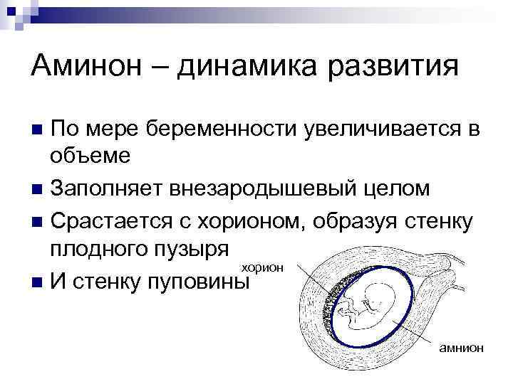 Аминон – динамика развития По мере беременности увеличивается в объеме n Заполняет внезародышевый целом