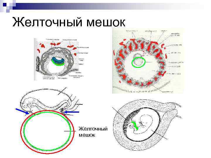 Мешок при беременности. Желточный мешок эмбриона млекопитающего. Эмбрион и желточный мешок. Строение эмбриона желточный мешок. Желточный мешок функции у эмбриона.