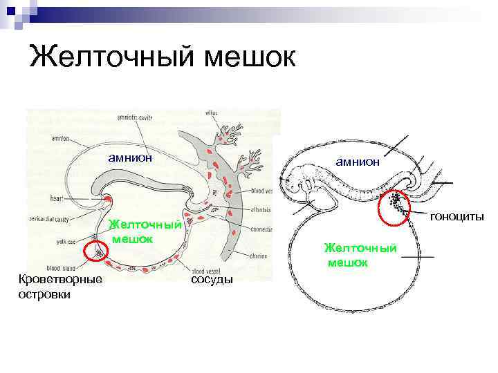 Желточный мешок амнион гоноциты Желточный мешок Кроветворные островки Желточный мешок сосуды 