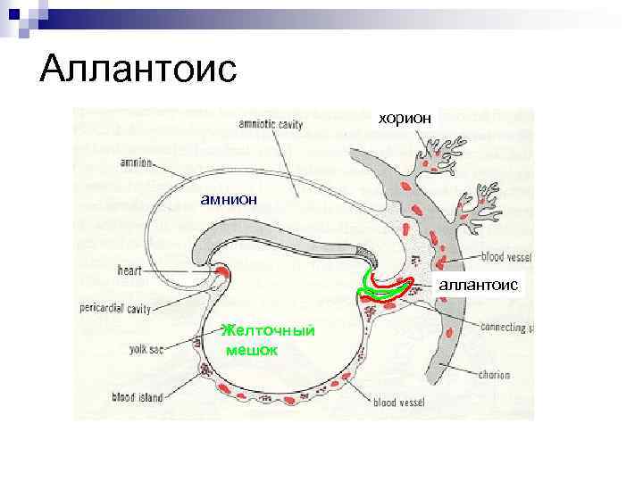 Аллантоис хорион амнион аллантоис Желточный мешок 