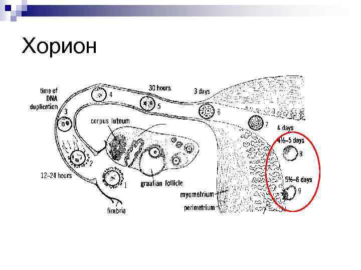 Хорион это. Хорион это в биологии. Хорион у млекопитающих образован. Хорион что формируется. Хорион схема.