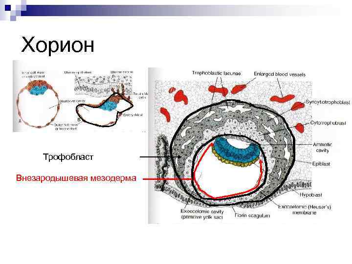 Хорион Трофобласт Внезародышевая мезодерма 