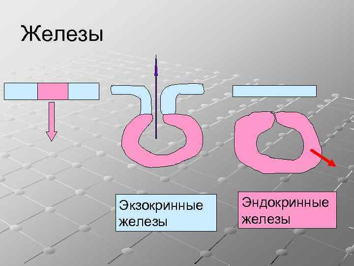 Железы Экзокринные железы Эндокринные железы 