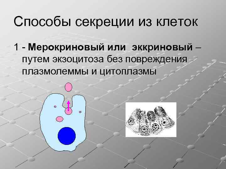 Способы секреции из клеток 1 - Мерокриновый или эккриновый – путем экзоцитоза без повреждения