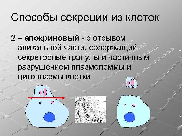 Способы секреции из клеток 2 – апокриновый - с отрывом апикальной части, содержащий секреторные