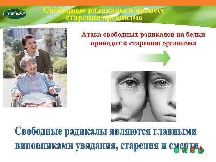 Свободные радикалы и процесс старения организма Атака свободных радикалов на белки 自 приводит к