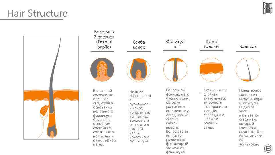 Hair Structure Волосяно й сосочек (Dermal papila) Волосяной сосочек это большая структура в основании
