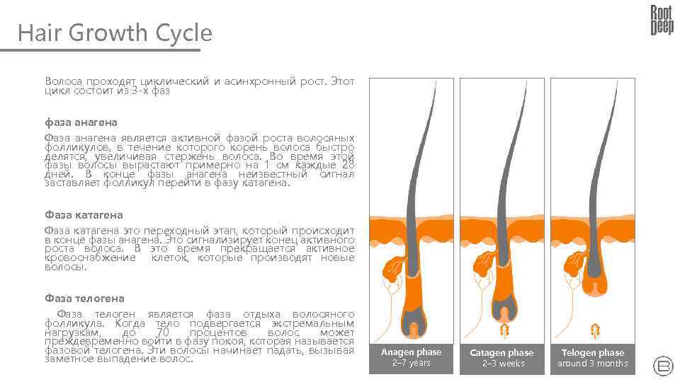 Hair Growth Cycle Волоса проходят циклический и асинхронный рост. Этот цикл состоит из 3