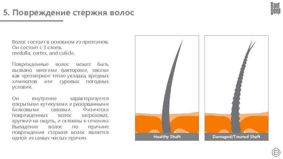 5. Повреждение стержня волос Волос состоит в основном из протеинов. Он состоит с 3