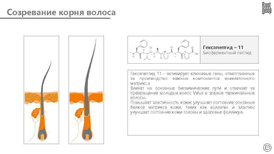Созревание корня волоса Гексапептид – 11 Биоферментный пептид Гексапептид 11 - активирует ключевые гены,