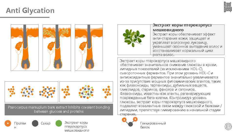 Anti Glycation Экстракт коры птерокарпуса мешковидного Экстракт коры обеспечивает эффект анти-старения кожи, защищает и