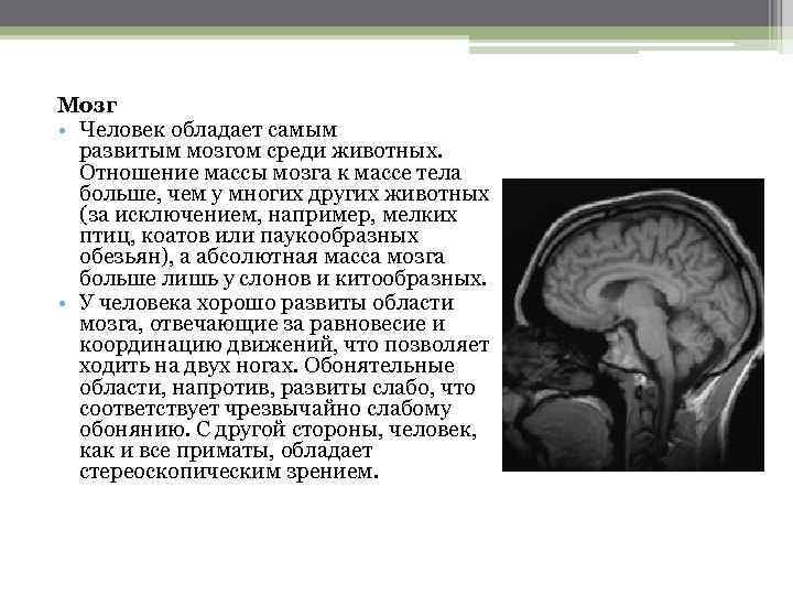 Мозг • Человек обладает самым развитым мозгом среди животных. Отношение массы мозга к массе