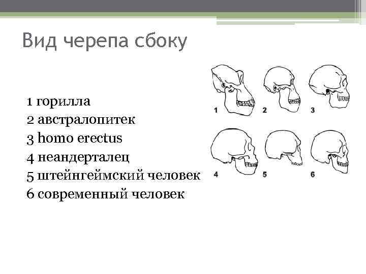 Вид черепа сбоку 1 горилла 2 австралопитек 3 homo erectus 4 неандерталец 5 штейнгеймский
