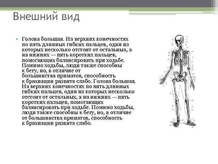 Внешний вид • Голова большая. На верхних конечностях по пять длинных гибких пальцев, один