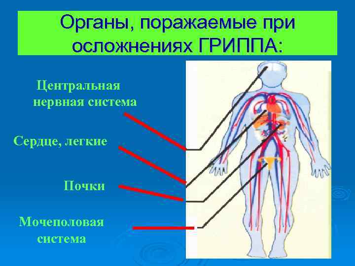 Органы, поражаемые при осложнениях ГРИППА: Центральная нервная система Сердце, легкие Почки Мочеполовая система 