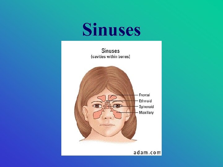 Sinuses 
