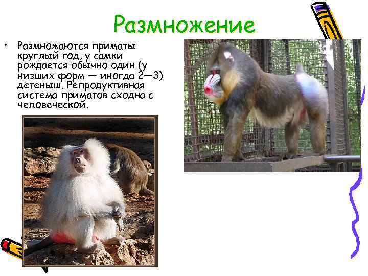 Размножение • Размножаются приматы круглый год, у самки рождается обычно один (у низших форм