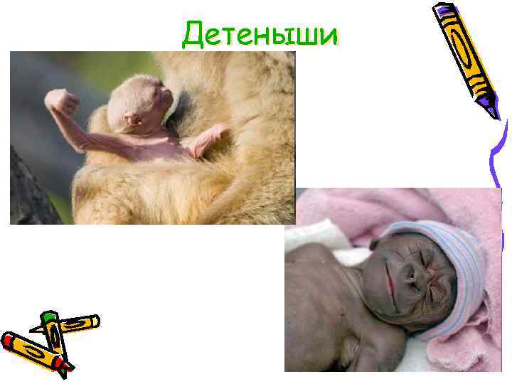Детеныши 