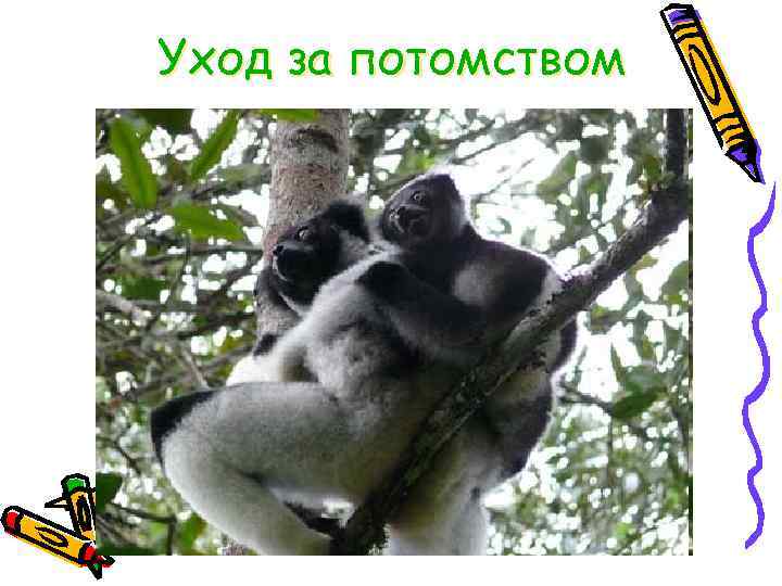 Уход за потомством 