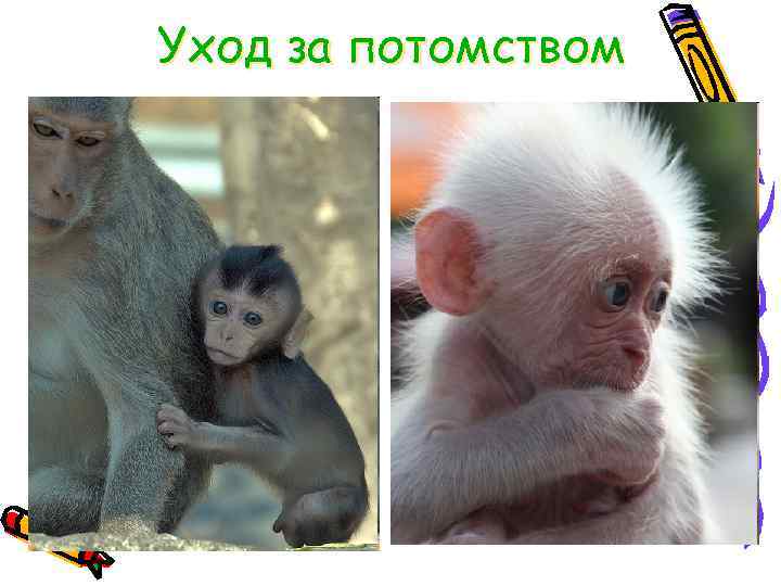 Уход за потомством 