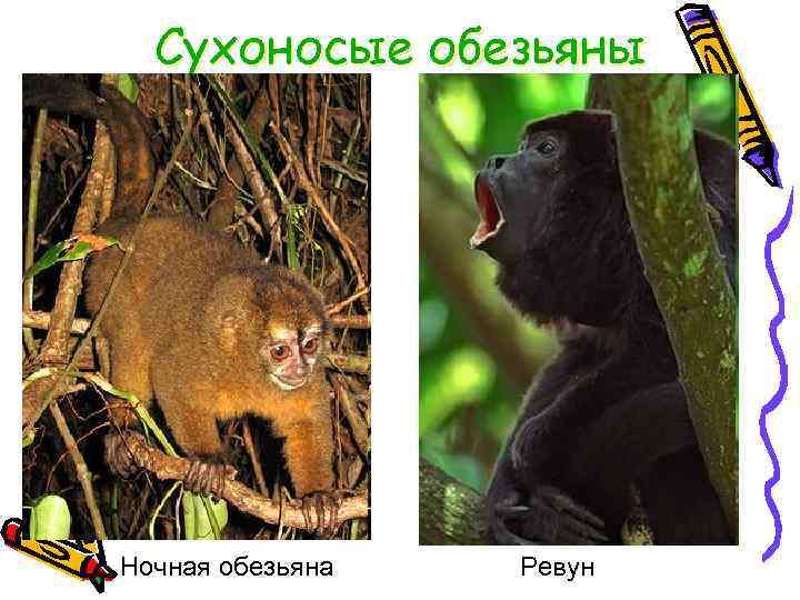 Сухоносые обезьяны Ночная обезьяна Ревун 