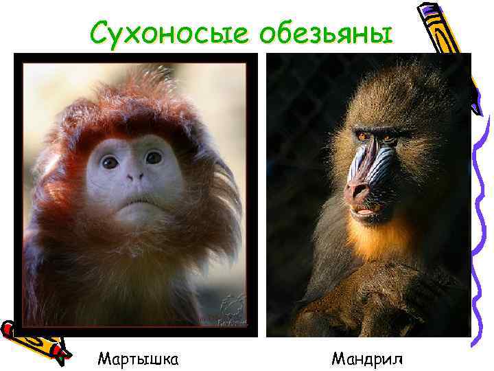 Сухоносые обезьяны Мартышка Мандрил 