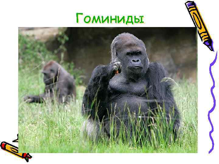 Гоминиды 