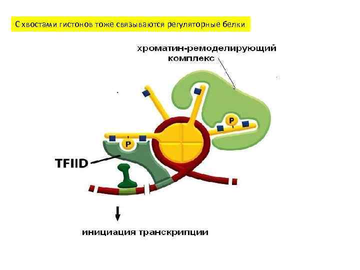 С хвостами гистонов тоже связываются регуляторные белки 