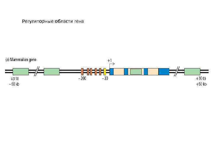 Регуляторные участки днк. Регуляторные участки Гена. Регуляторные последовательности Гена. Регуляторные последовательности ДНК. Структурные и регуляторные гены.
