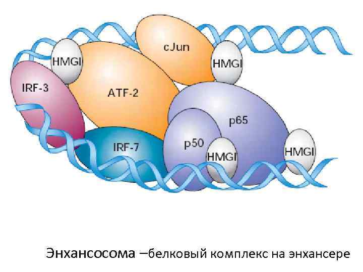  Энхансосома –белковый комплекс на энхансере 
