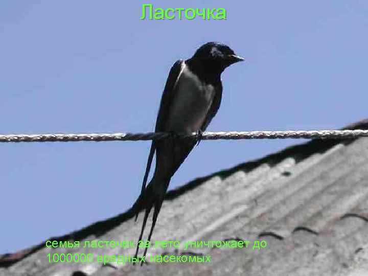 Ласточка семья ласточек за лето уничтожает до 1000000 вредных насекомых 