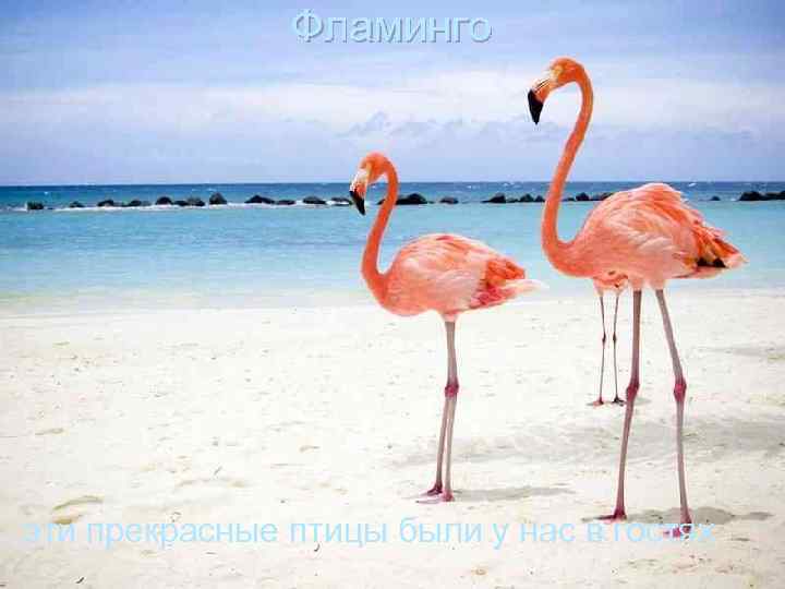 Фламинго эти прекрасные птицы были у нас в гостях 