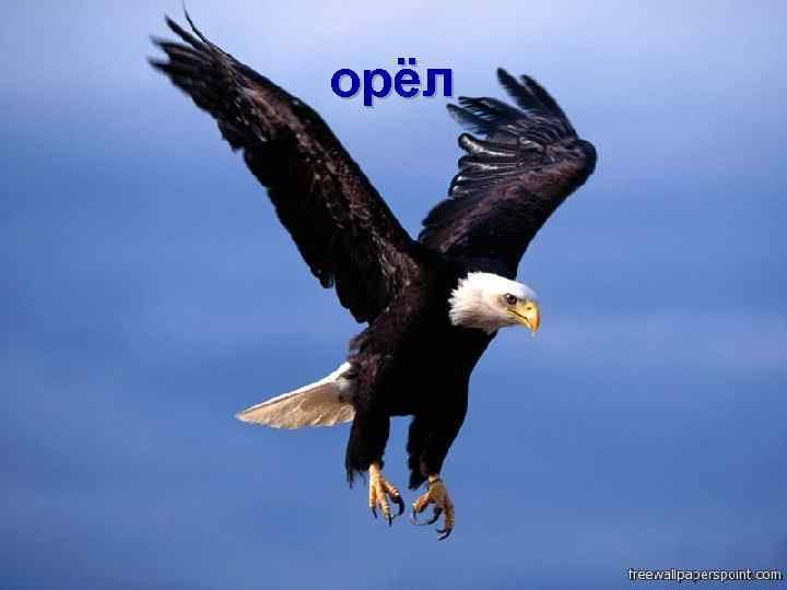 орёл 