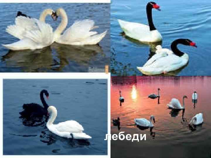 лебеди 
