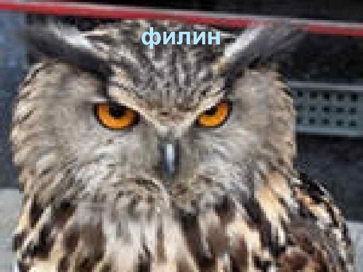 филин 