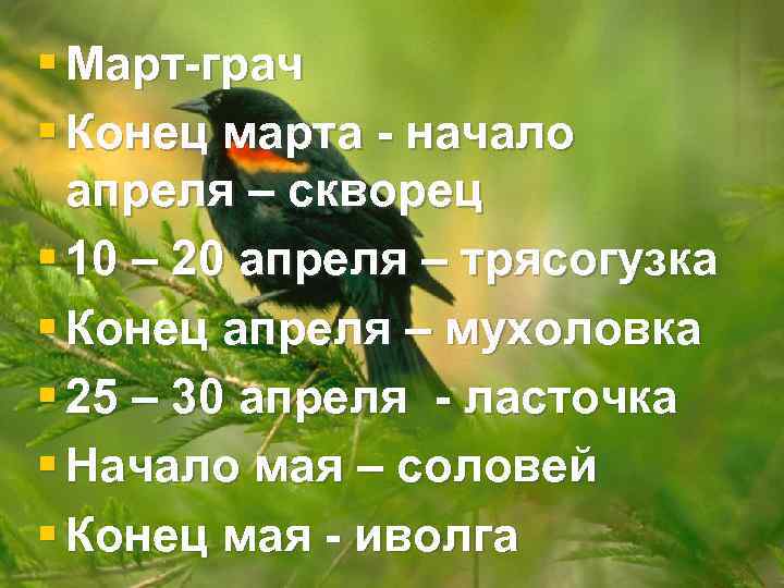 § Март-грач § Конец марта - начало апреля – скворец § 10 – 20