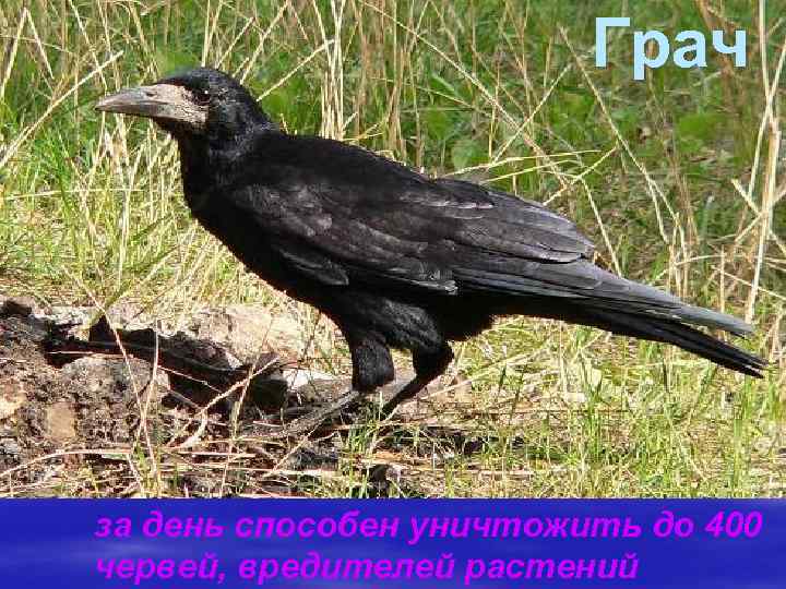 Грач за день способен уничтожить до 400 червей, вредителей растений 