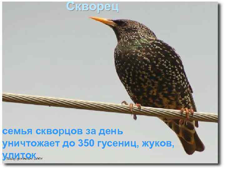 Скворец семья скворцов за день уничтожает до 350 гусениц, жуков, улиток 
