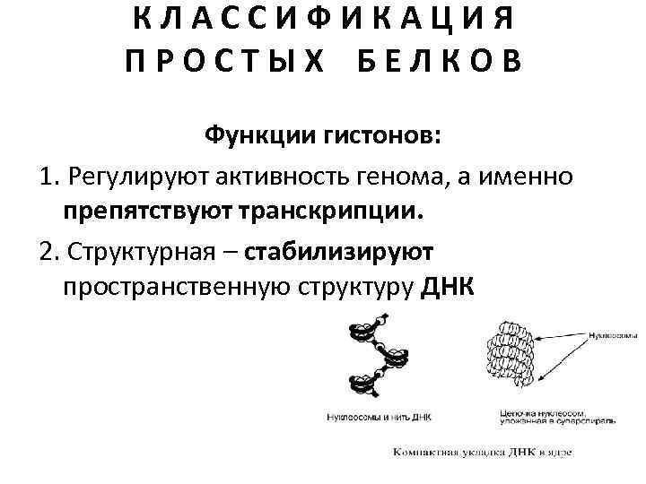 КЛАССИФИКАЦИЯ ПРОСТЫХ БЕЛКОВ Функции гистонов: 1. Регулируют активность генома, а именно препятствуют транскрипции. 2.