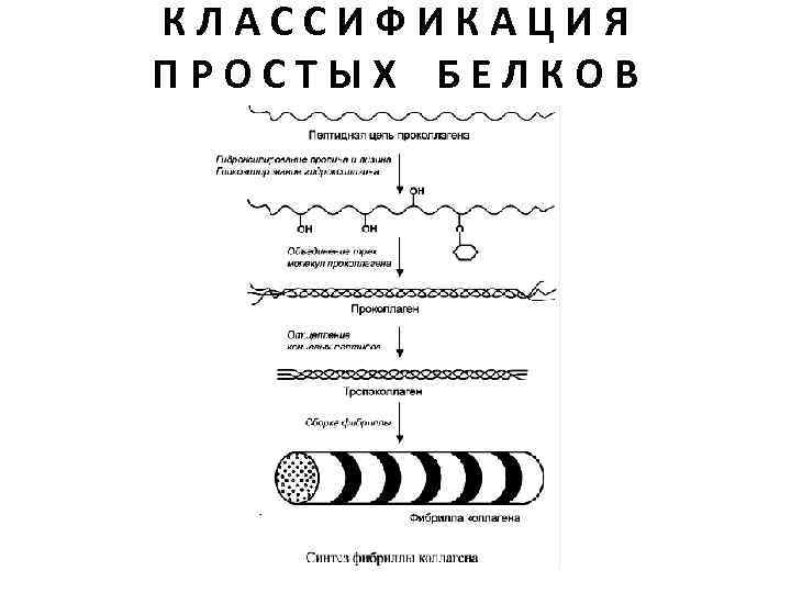КЛАССИФИКАЦИЯ ПРОСТЫХ БЕЛКОВ 