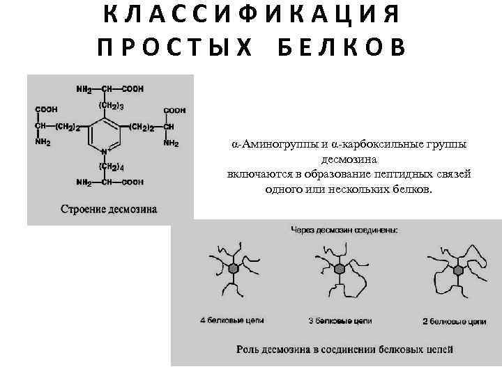 КЛАССИФИКАЦИЯ ПРОСТЫХ БЕЛКОВ α-Аминогруппы и α-карбоксильные группы десмозина включаются в образование пептидных связей одного