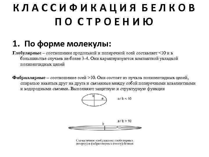 КЛАССИФИКАЦИЯ БЕЛКОВ ПО СТРОЕНИЮ 1. По форме молекулы: Глобулярные – соотношение продольной и поперечной