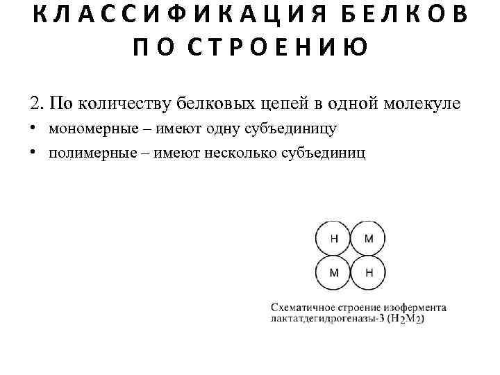 КЛАССИФИКАЦИЯ БЕЛКОВ ПО СТРОЕНИЮ 2. По количеству белковых цепей в одной молекуле • мономерные