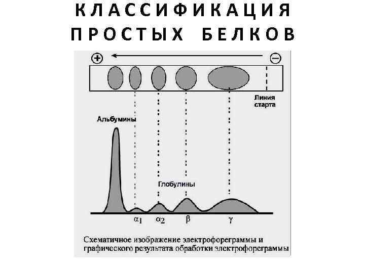 КЛАССИФИКАЦИЯ ПРОСТЫХ БЕЛКОВ 