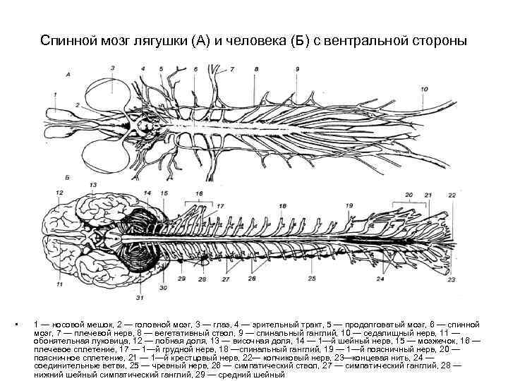 Спинной мозг лягушки (А) и человека (Б) с вентральной стороны • 1 — носовой