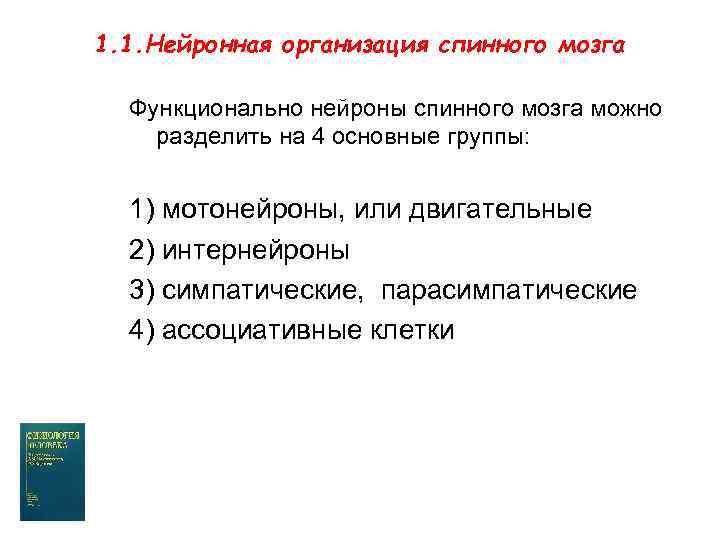 1. 1. Нейронная организация спинного мозга Функционально нейроны спинного мозга можно разделить на 4