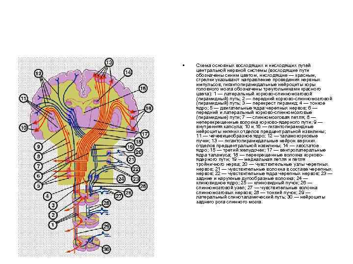  • Схема основных восходящих и нисходящих путей центральной нервной системы (восходящие пути обозначены